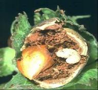 Fındık kurdunun larvası